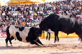 Peleas de toros en Arequipa